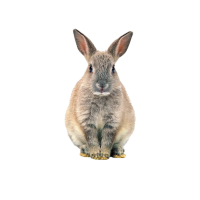 Imagem do produto Coelho